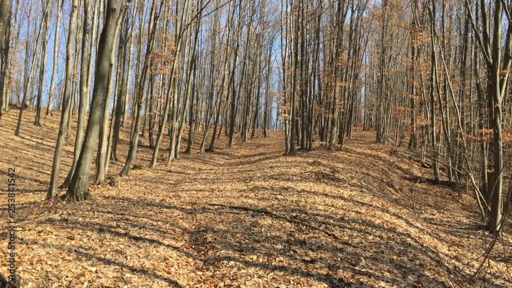 Walking on a forest road, early spring season Walking on a forest road, early spring season