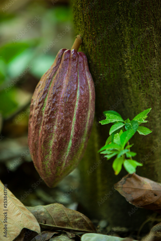 cocoa to make chocolate cocoa to make chocolate
