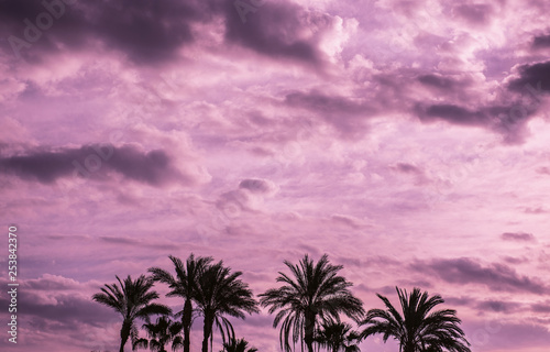 palm trees against the sky