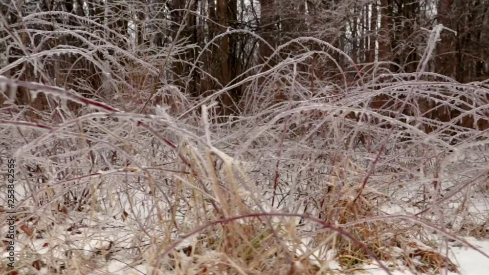 A very low shot of ice structures covering small plant branches and bushes in nature. A very low shot of ice structures covering small plant branches and bushes in nature.