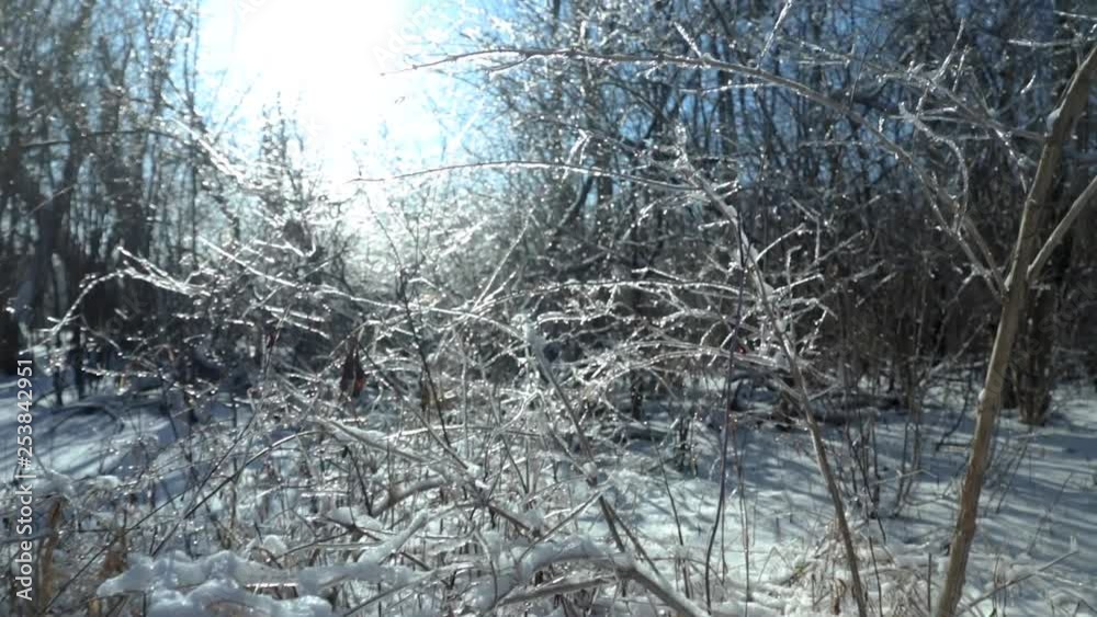 Very close to the ground shot of fully frozen plants during a very sunny winter afternoon. The small branches are fully wrapped in ice, glittlering in the sunlight, due to the frozen rain. Very close to the ground shot of fully frozen plants during a very sunny winter afternoon. The small branches are fully wrapped in ice, glittlering in the sunlight, due to the frozen rain.