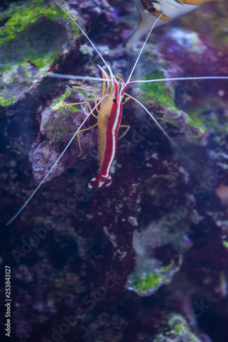 Scarlet Skunk Cleaner Shrimp in marine aquarium