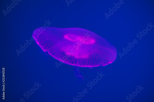 Moon jellyfish Aurelia aurita © Igor Kovalchuk