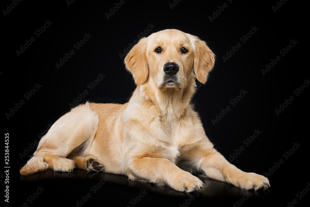 Six months old golden retriever dog lying on black background Six months old golden retriever dog lying on black background