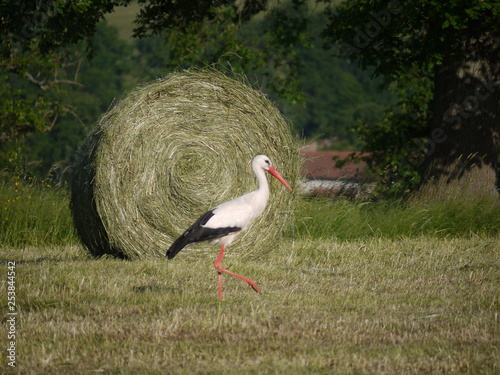 La cigogne un beau jour d'été