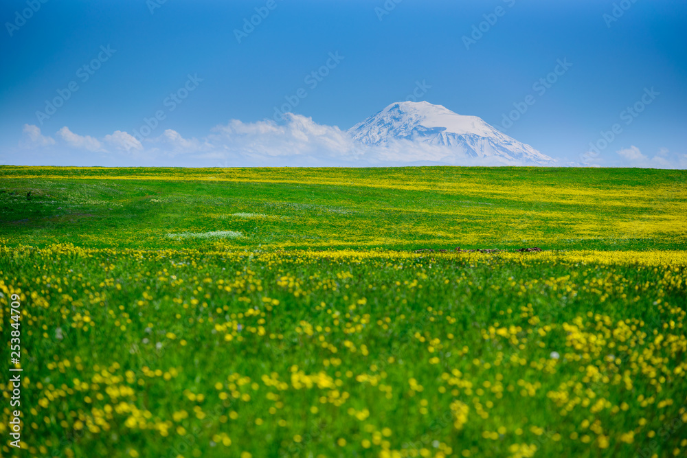Beautiful field with yellow flowers and green grass and Mount Ararat (Masis), Armenia