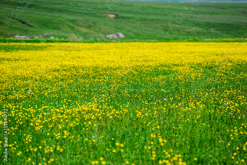 Fabulous field with yellow flowers, Armenia