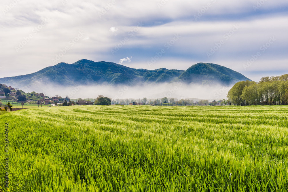 Fototapeta premium green field and blue sky