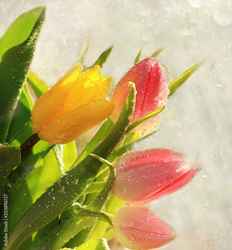 Spring tulips on a blurred light bokeh background, drops on flower buds create a wonderful mood;