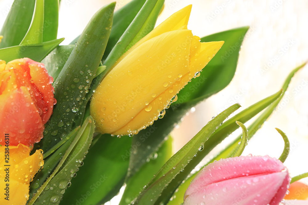Spring tulips with a light background, drops on flower buds create a wonderful mood; Spring tulips with a light background, drops on flower buds create a wonderful mood;