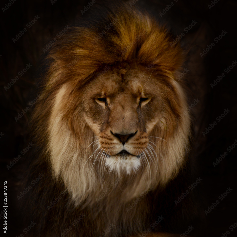 Portrait of a gorgeous Male Lion against black background