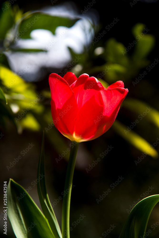 lone red tulip in the greenery of garden