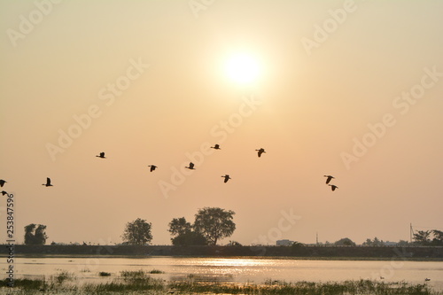 silhouette of birds on sunset