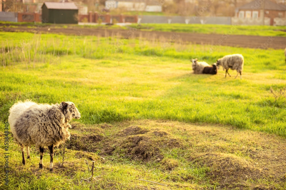 Fototapeta premium one sheep stands on the green grass