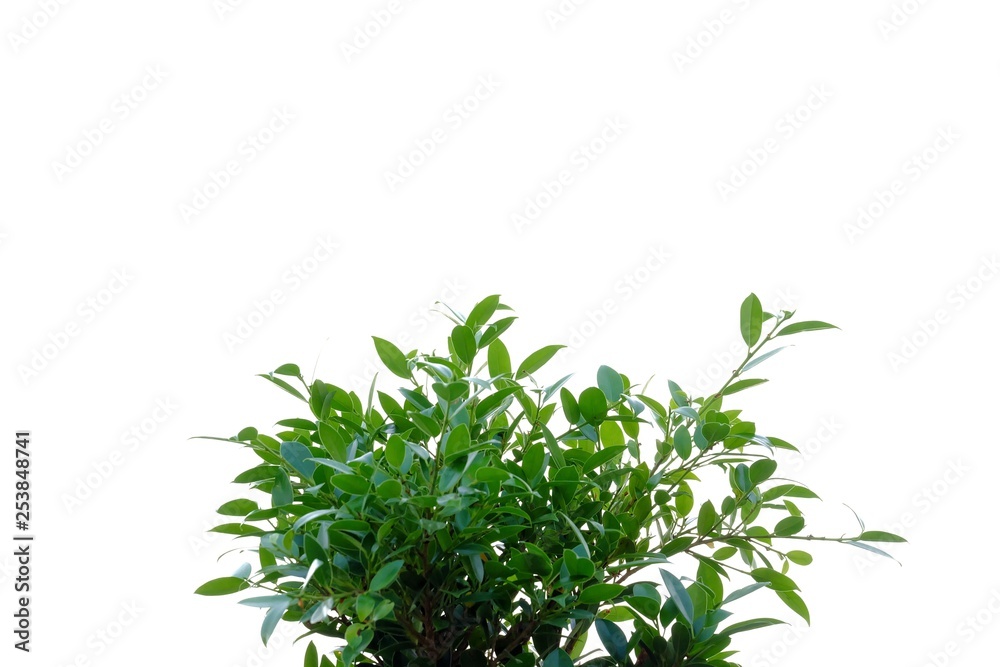 Tropical tree leaves with branches on white isolated background for green foliage backdrop Tropical tree leaves with branches on white isolated background for green foliage backdrop