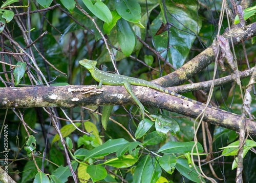 Common Basilisk (Basiliscus basiliscus)