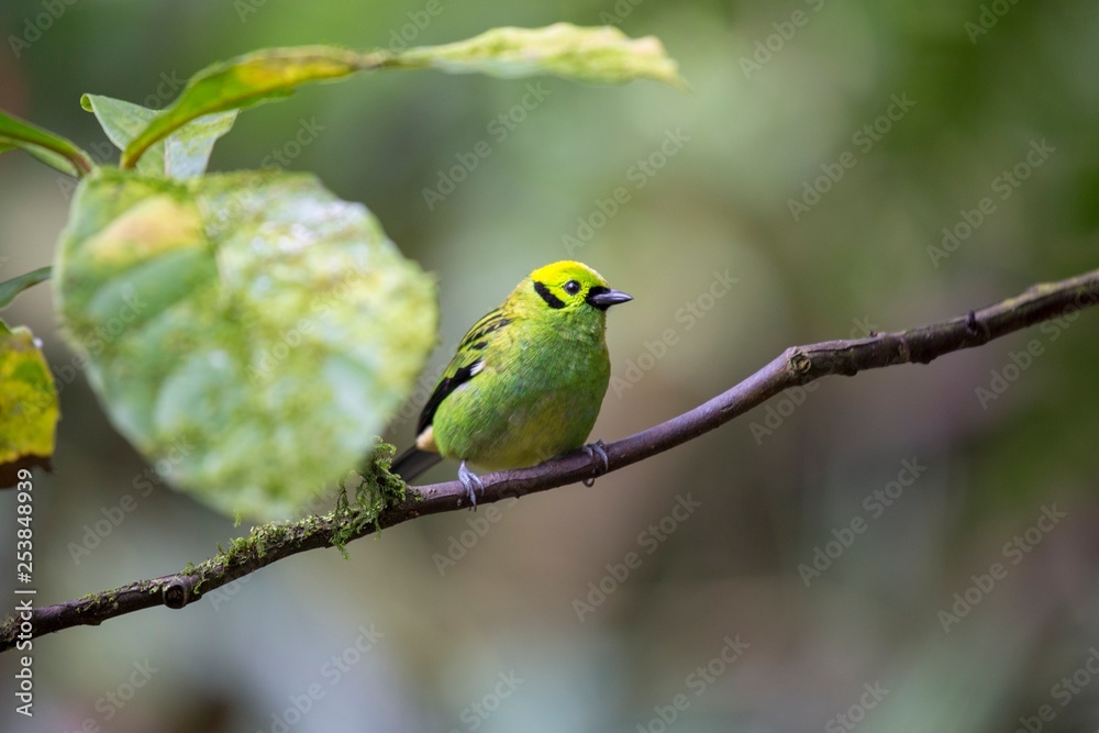 Emerald Tanager (Tangara florida) Emerald Tanager (Tangara florida)