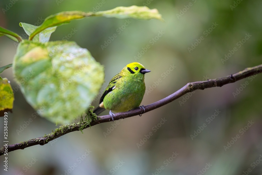 Emerald Tanager (Tangara florida)