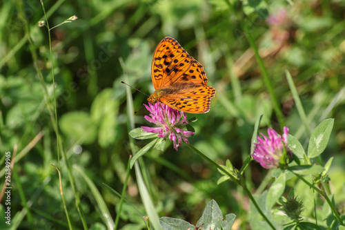 Schmetterling