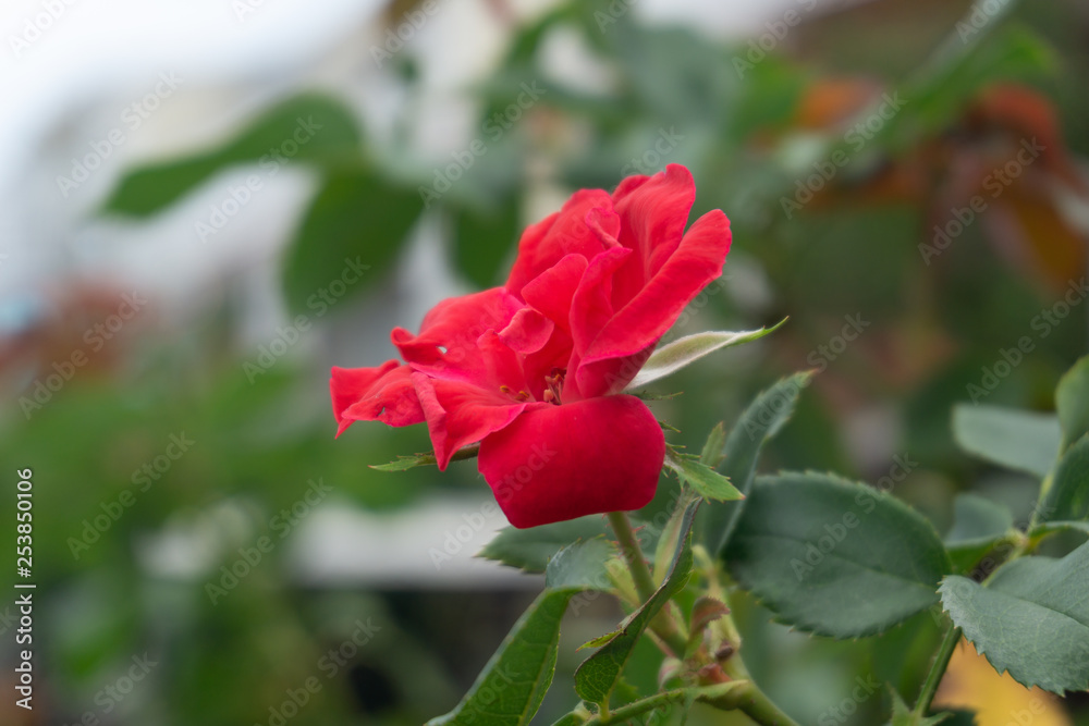 Small Red Rose Full Bloom