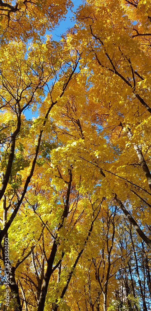 autumn park autumn park