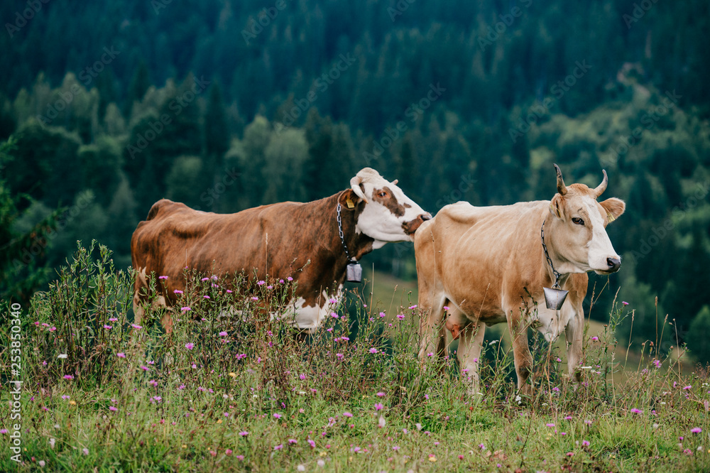 Two funny spotted cows playing sex games on pasture in highland in summer day. Cattle mating on field with beautiful landscape view at mountains and forest on background. Animal mating habits. Two funny spotted cows playing sex games on pasture in highland in summer day. Cattle mating on field with beautiful landscape view at mountains and forest on background. Animal mating habits.