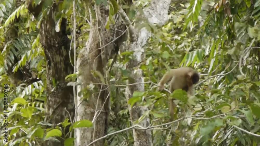 Young Long-Tailed Macaque climbing, filming from boat Young Long-Tailed Macaque climbing, filming from boat