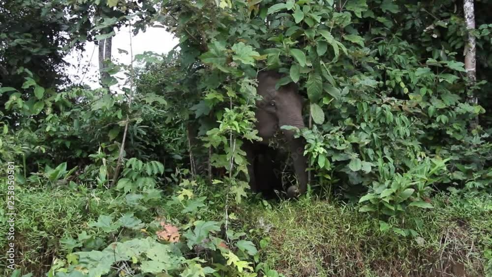 Bornean Pygmy Elephant Feeding, filming from boat Bornean Pygmy Elephant Feeding, filming from boat