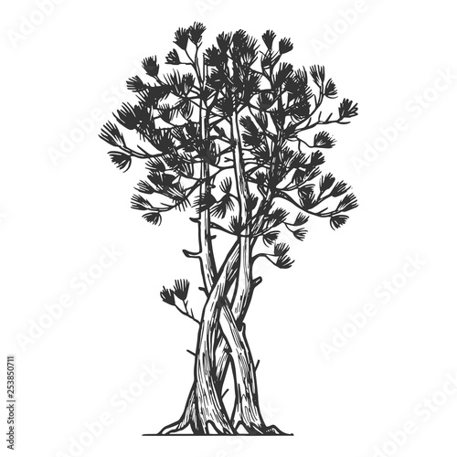 Binded pine tree sketch engraving vector illustration. Scratch board style imitation. Hand drawn image.
