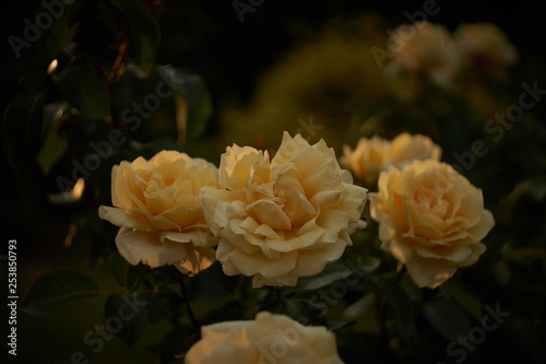 White rose in a garden © Matthias