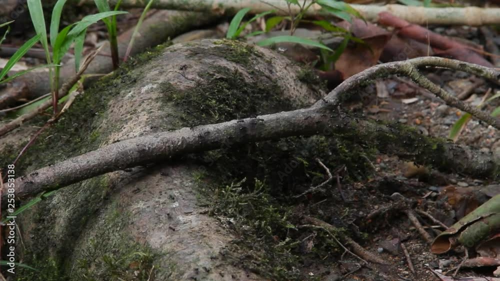 Ants in the rainforest on the wood, Borneo Ants in the rainforest on the wood, Borneo