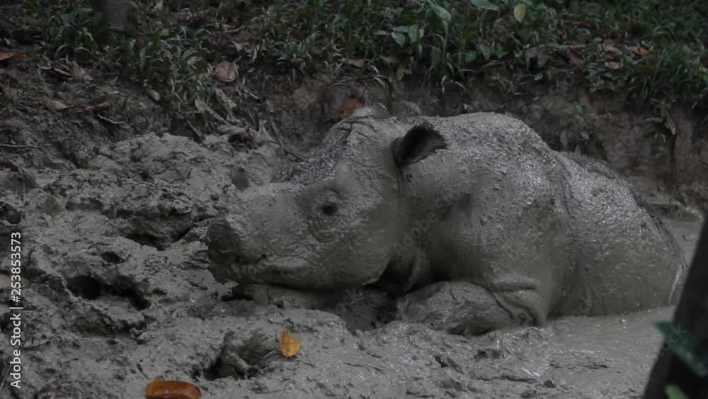 Cute bornean rhino in the mud bath Cute bornean rhino in the mud bath