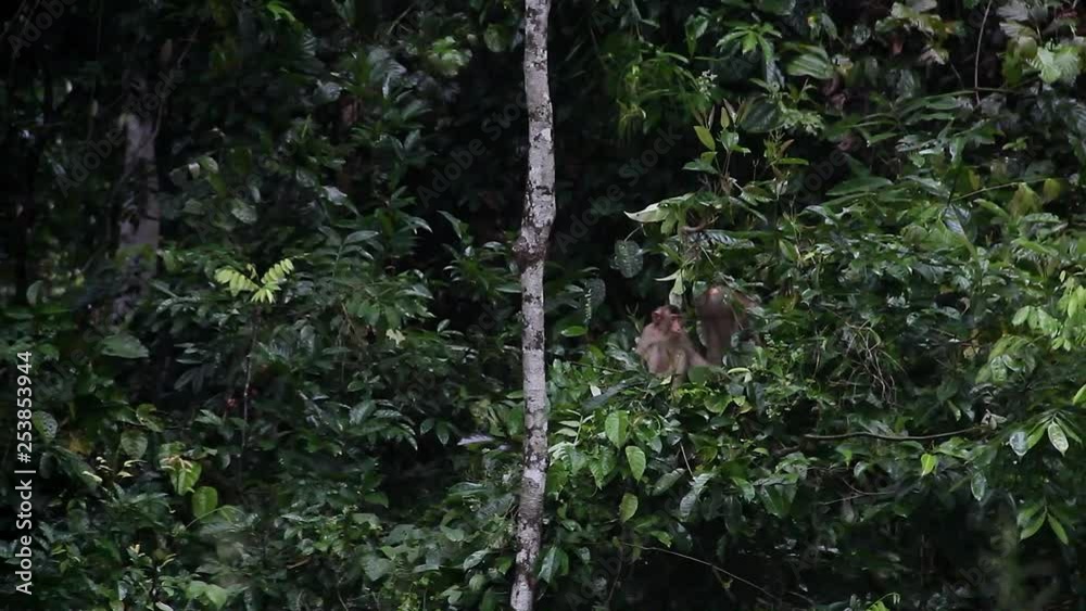 Macaque monkeys In Bushes Among Green Foliage Macaque monkeys In Bushes Among Green Foliage