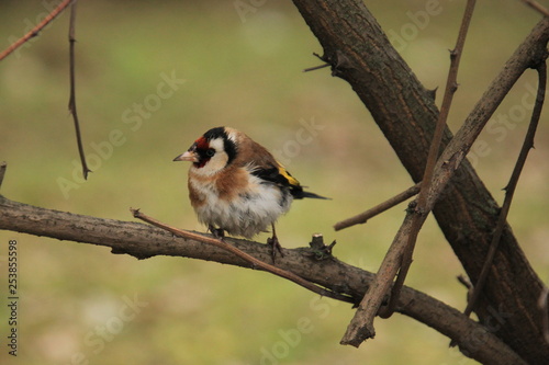 bird on a branch