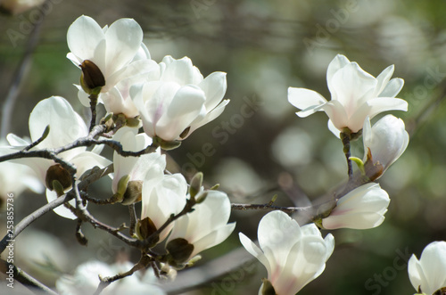 Beautiful magnolia tree blossoms in springtime. Jentle white magnolia flower against sunset light. photo