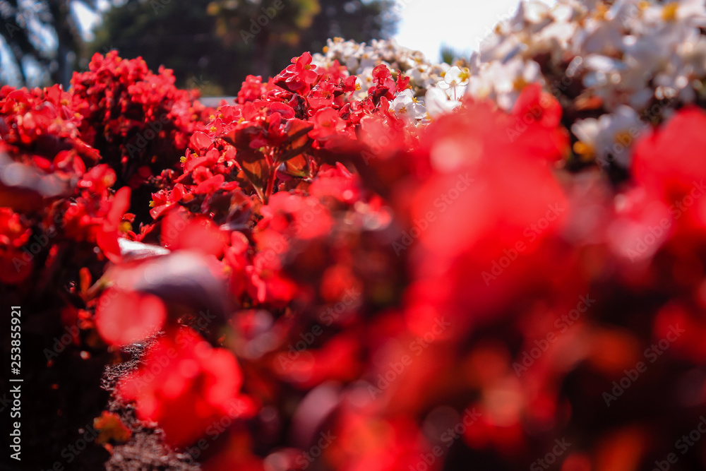Soft Focused Flowers in Valparaiso, Santiago, Chile Soft Focused Flowers in Valparaiso, Santiago, Chile