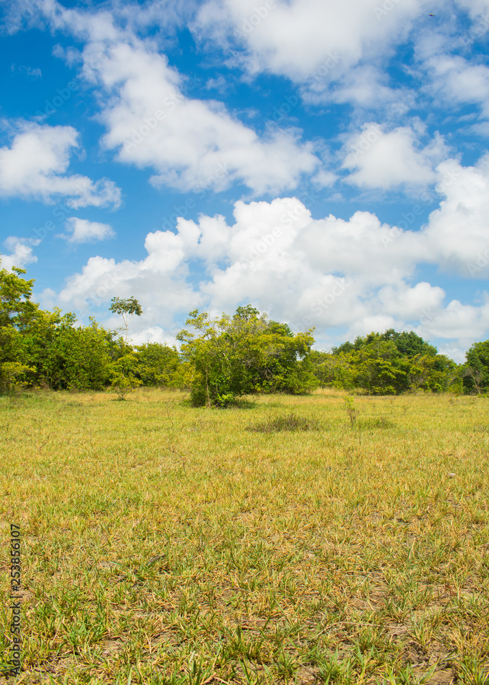 A view of the countryside of Itamaraca island - Pernambuco state, Brazil A view of the countryside of Itamaraca island - Pernambuco state, Brazil