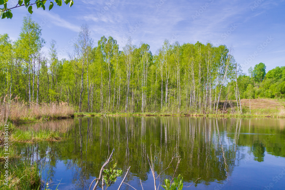 White thin birch trees grow along the forest lake in spring