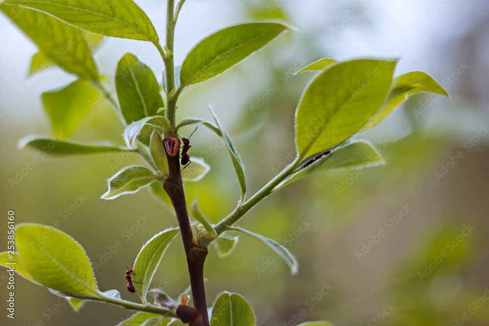 Black ants crawling on branch with green leaves Black ants crawling on branch with green leaves