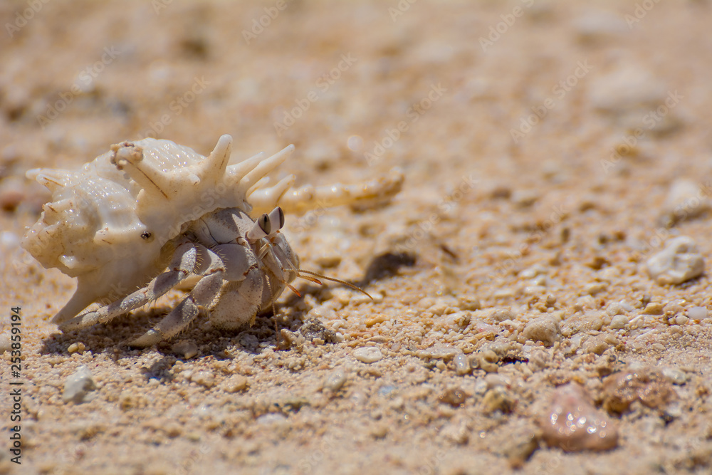  Hermit Crab (Hermit Crab) is a lay name for several groups of decimal crustaceans from Anomura. These include marine, semi-terrestrial and downright terrestrial species. Typical for marine species is