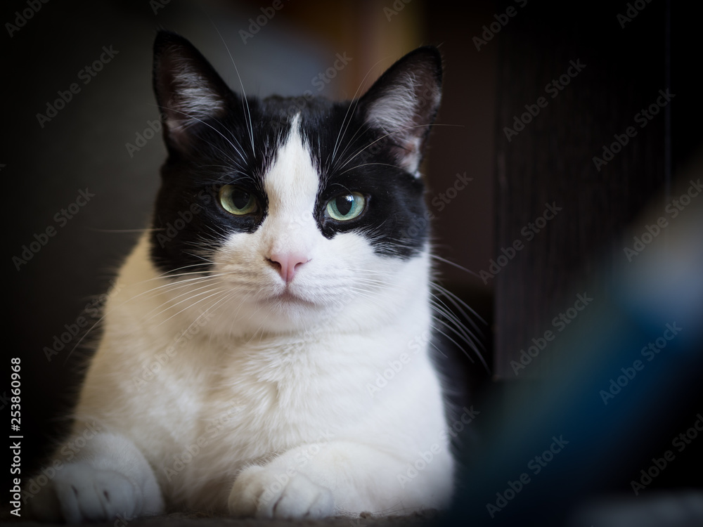 Portrait of a young european cat
