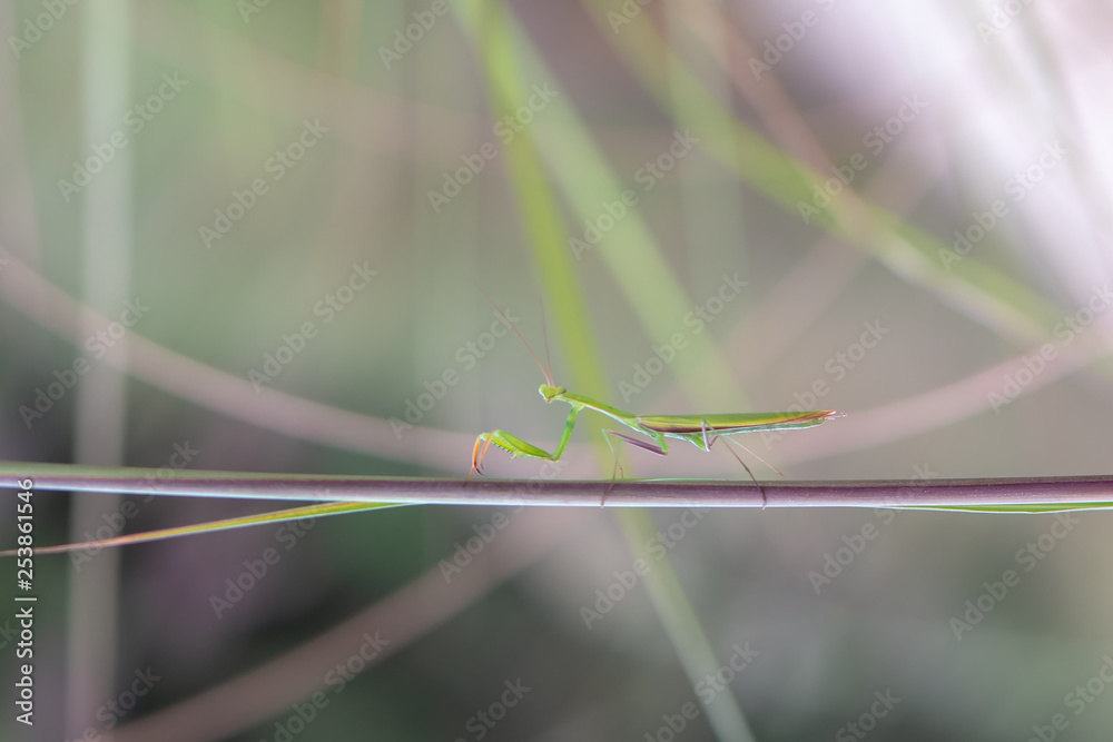 Mantis Mantis