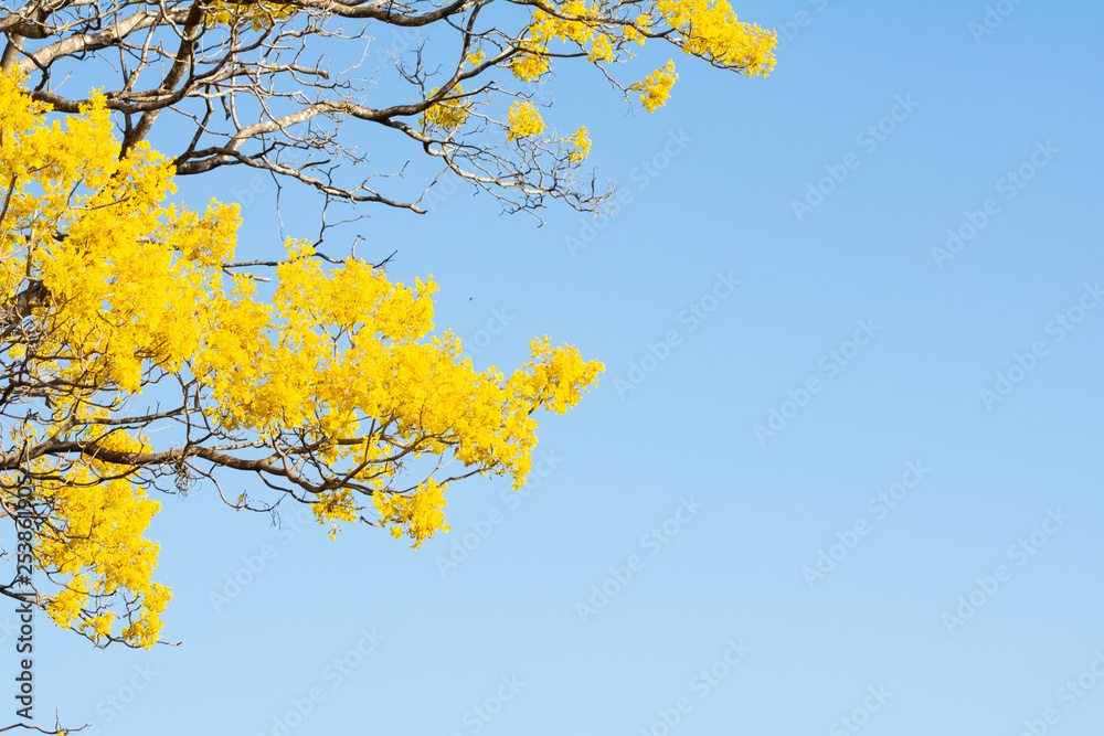 ARBOL DE PRIMAVERA