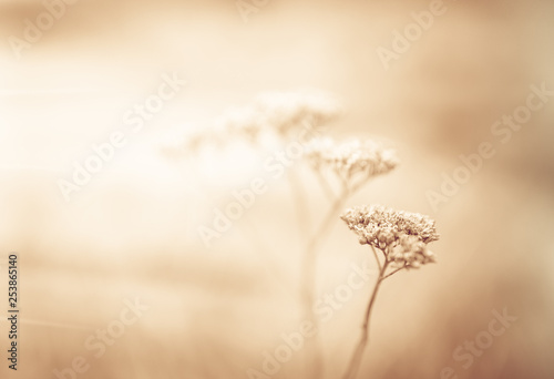 Sepia natural background with dry flower stems.
