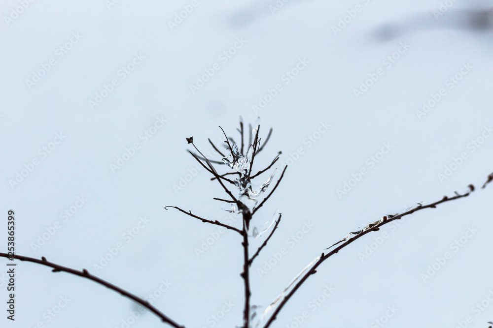 Branche glacée Branche glacée