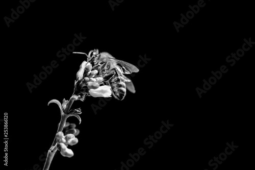 Honey bee death awareness because of climate change problems. The insect is sitting and collecting on a blossom at the left side of the picture. Black and white, isolated on black with copyspace © azur13