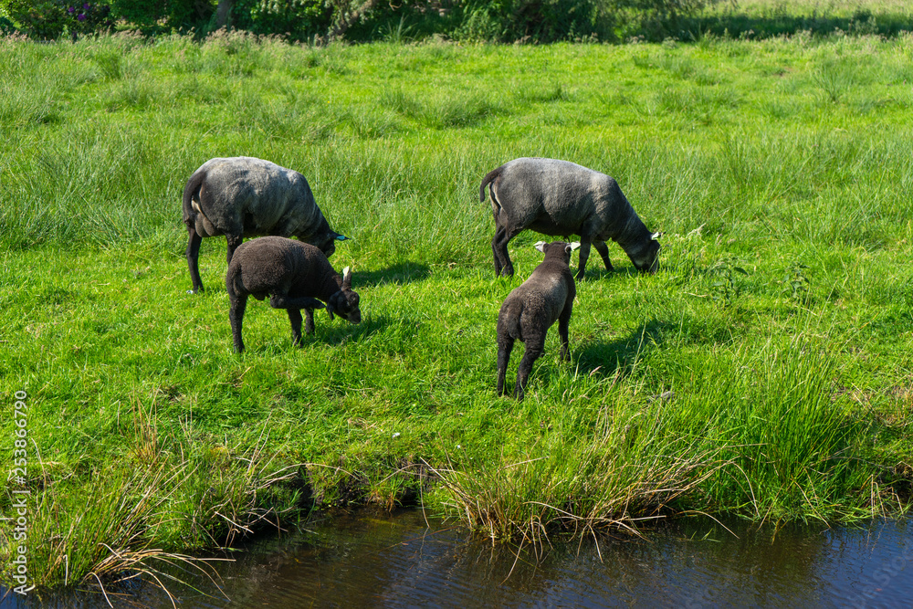 Netherlands, Zaanse Schans, black sheep on a meadow Netherlands, Zaanse Schans, black sheep on a meadow