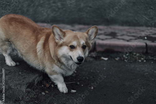 Portrait of young smiling dog welsh corgi pembroke posing outside © Eugene