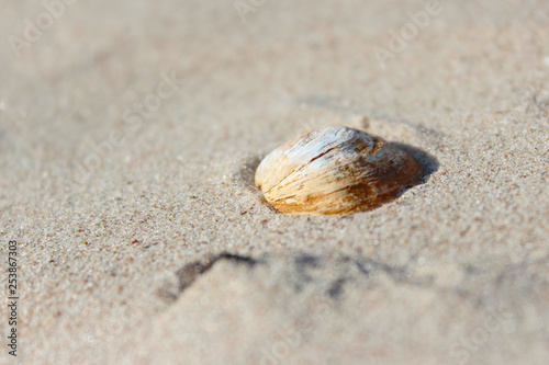 shell on the beach