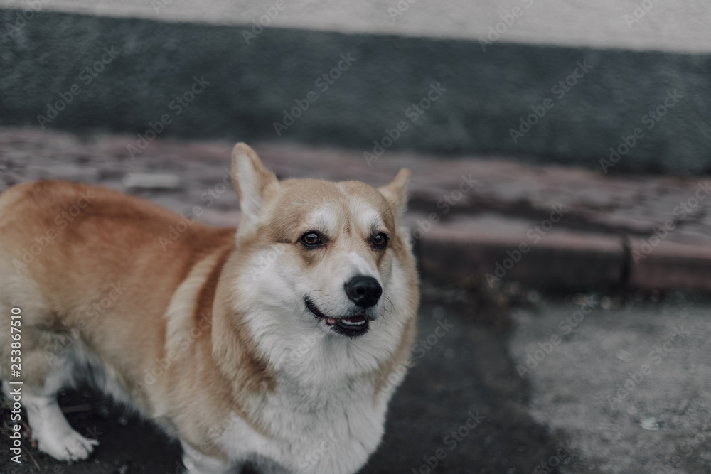 Portrait of young smiling dog welsh corgi pembroke posing outside